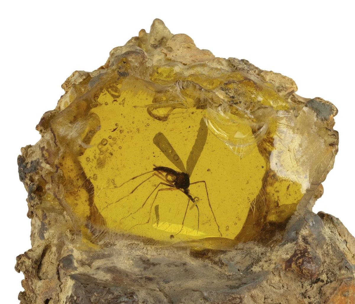  THE JURASSIC PARK MOSQUITO THAT STARTED IT ALL TO BE OFFERED AT AUCTION FOR THE FIRST TIME