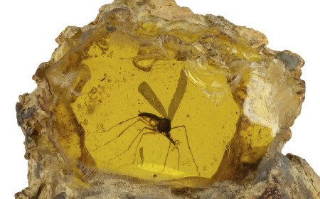  THE JURASSIC PARK MOSQUITO THAT STARTED IT ALL TO BE OFFERED AT AUCTION FOR THE FIRST TIME
