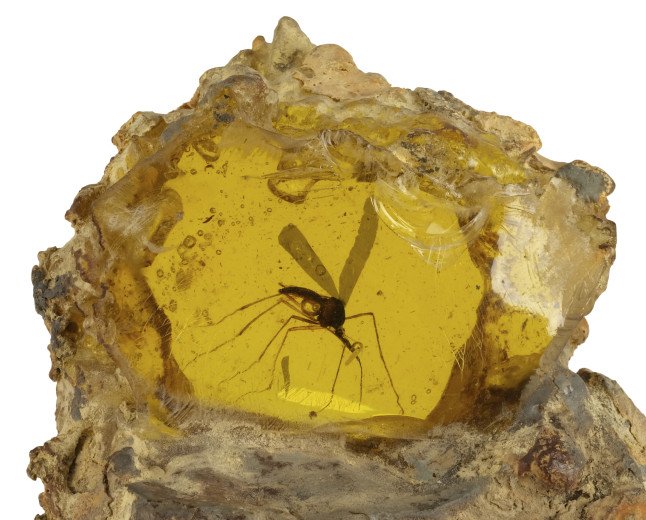  THE JURASSIC PARK MOSQUITO THAT STARTED IT ALL TO BE OFFERED AT AUCTION FOR THE FIRST TIME